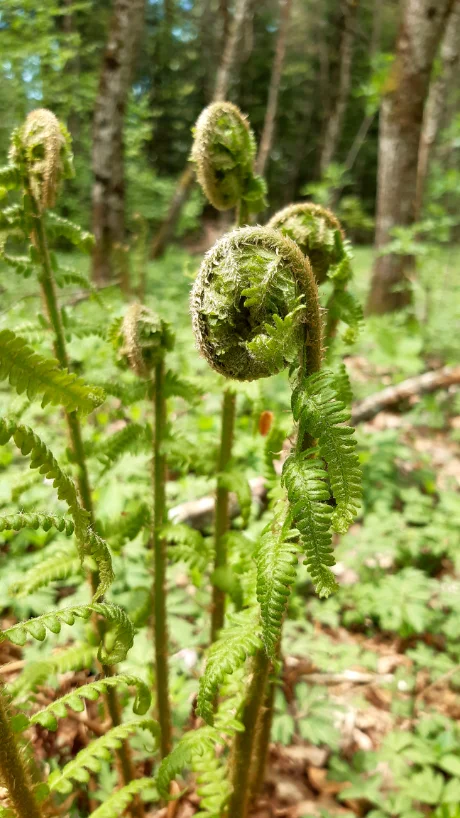 Zoé De Clerck | Cabinet naturopathie et herboristerie